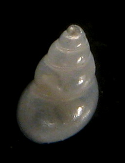 Odostomia eulimoides? Tarifa a riva